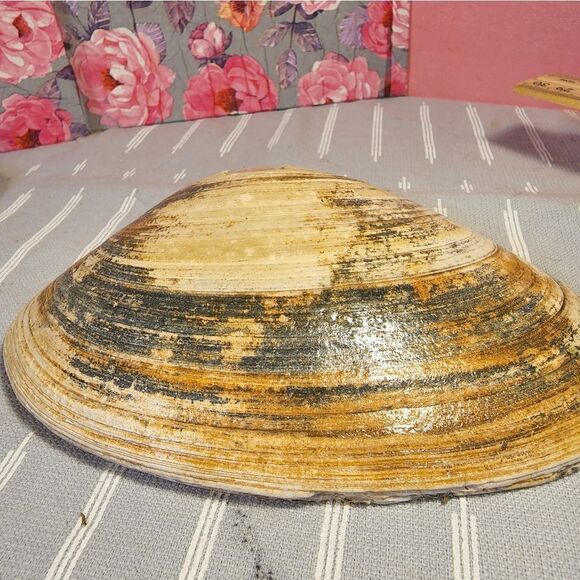 DECOUPAGE CLAM SHELL DECOUPAGE GOLD IVY ON A CLAM SHELL TRINKET DISH - Picture 10 of 10